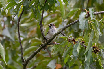 House sparrow-Passereaux (Passer domesticus)