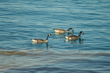 Image of ducks in the water