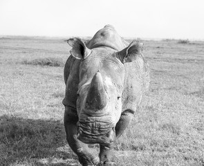 Naklejka premium One of the last two remaining Northern White Rhinos