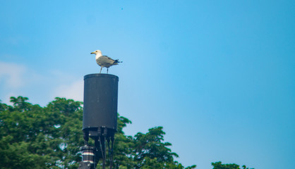 bird on the tower