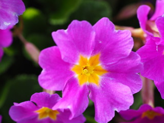 Fototapeta premium closeup of purple flower