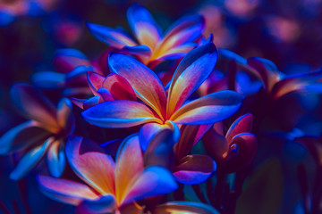 ultraviolet flower light