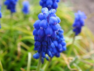 blue flowers in garden