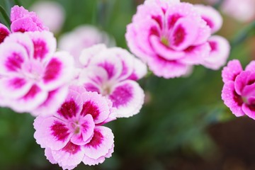 Plant Dianthus 'Pink Kisses' , close-up