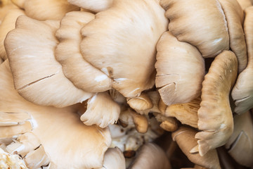 Nahaufnahme von Austernpilzen auf dem Markt