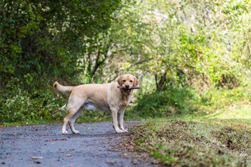 Un perro Labrador con un palo 