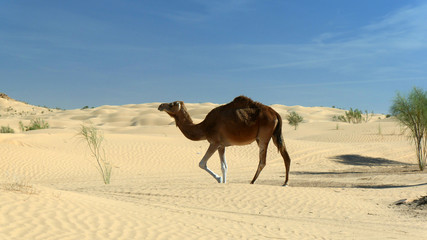 Dromedario nel Sahara
