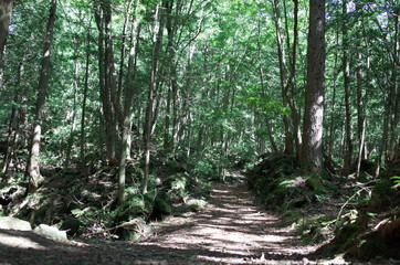 青木ヶ原樹海007