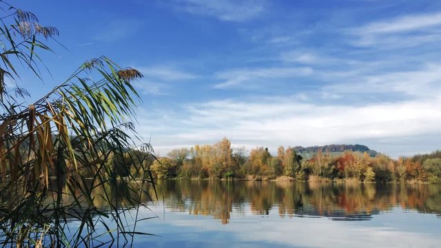 Bird nature reserve lake view, real time shot