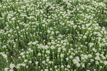 Obraz premium White flowers in the steppe, floral background