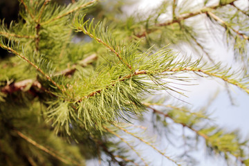  Coniferous tree branch against the blue sky.