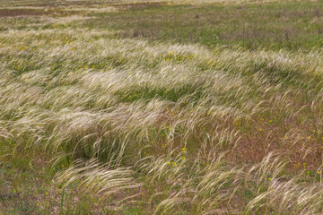 Feather grass sways in the wind in the steppe.