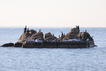 Cormorants sitting on the rocky island in sea. Seabirds in nature. Sunny sunrise light, calm blue sea, cold autumn weather.