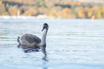 Obraz premium A swan on Loch Lomond