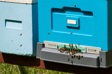 Closeup of beehive entrance. Flying bees.