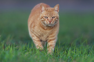 Naklejka na ściany i meble Orange cat in the grass