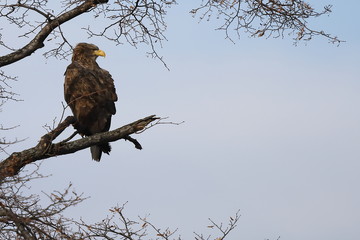 Eagle sitting on tree branch on sky background.  White-tailed eagle (Haliaeetus albicilla) hunting...