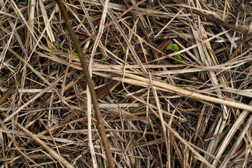 Stunning white grass flower fields Hoi An Vietnam