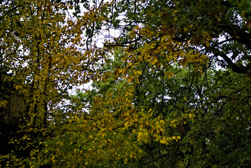 Colori della natura in autunno