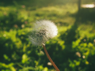 dandelion in the garden on a Sunny day, Russia.