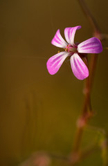 a small flower isolated from the background