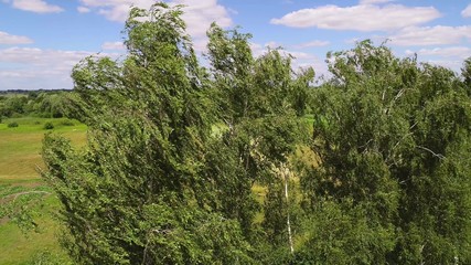 Fototapeta premium Birch trees sway from a strong wind. Aerial shot.
