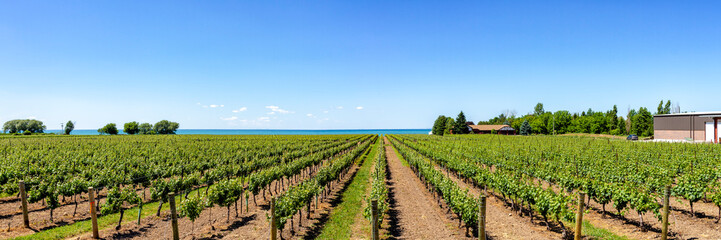 Vineyard on the lake shore of Niagara on the lake