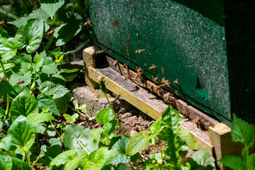 Closeup of beehive entrance. Flying bees.