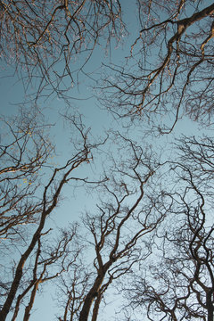 Blick nach oben in die Baumkronen im Winter unter blauem Himmel