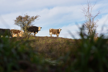 cows standing on the crest of a hill looking at camera