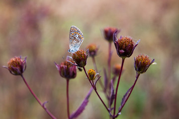 Lepidoptera.Butterfly