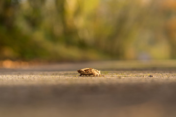 a dry leaf isolated on a rural walking trail