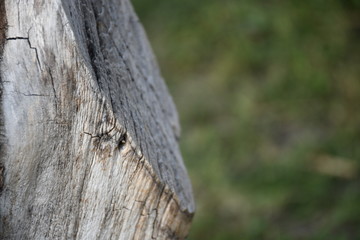 beautifully cracked brown tree bark