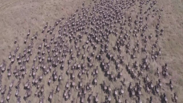Aerial tilt up reveal of mass of wilder beast matching away into the horizon. 