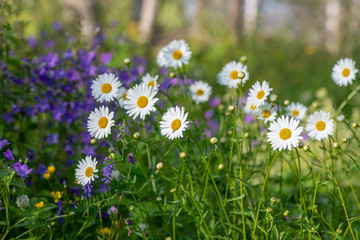 Fototapeta premium Group of Marguerite and bell flowers growing in a summer field