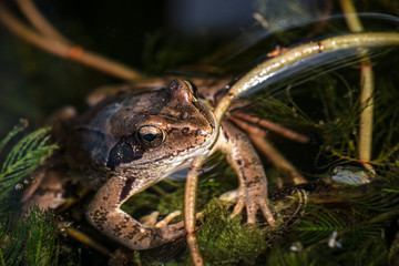Frosch abgetaucht im Teich hinter Wasser Pflanzen versteckt mit Käfern auf der Nase 