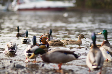 A male Mandarin duck in the middle of Mallard ducks