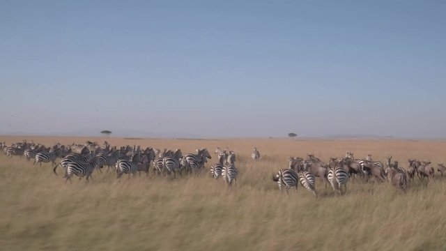 Zebras Running in masai mara grassland savanna