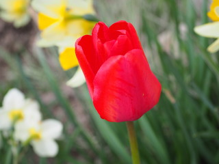 red tulips in the garden