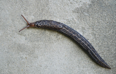 Gastropod mollusk creeps on a wall