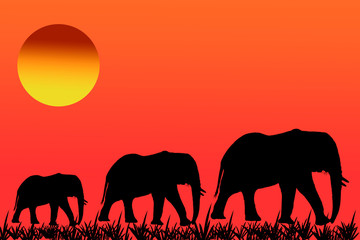 Fototapeta premium 3 Elefanten Silhouetten mit afrikansicher Sonne