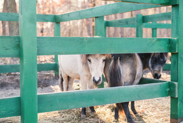 Horses and pony in a horse farm