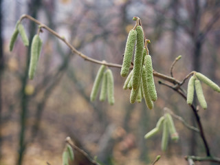 Catkins hanging on a tree branch in early spring.