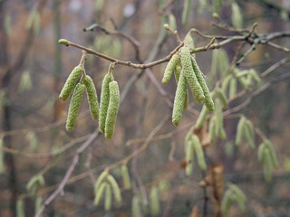 Catkins hanging on a tree branch in early spring.