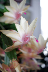 Christmas cactus or Schlumbergera truncata