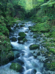 Obraz premium forest