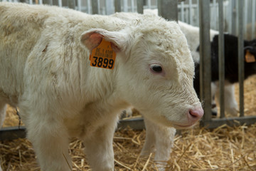 Naklejka na ściany i meble Belgian Blue Calves. Cattle. Farming. Double-muscled calves.