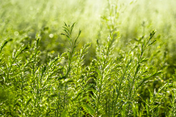 morgentau auf jungen pflanzen im sonnenschein