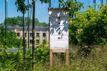 Hive in apiary on the roof of modern building in the downtown