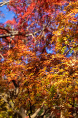 紅葉の秋
